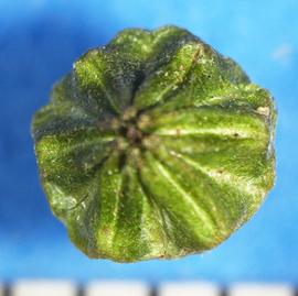   Fruit:   Sida spinosa , intact schizocarp; Photo by A. Margina, USDA APHIS PPQ, imageID.idtools.org
